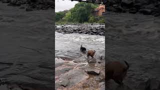 Rio Piracicaba dogswimming brazil rio river [upl. by Becca]