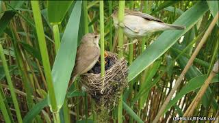 Reed Warblers Nest 1 [upl. by Eicam454]