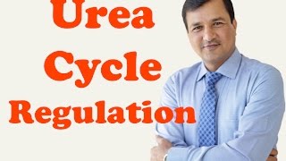 Urea Cycle Regulation [upl. by Ennirac]