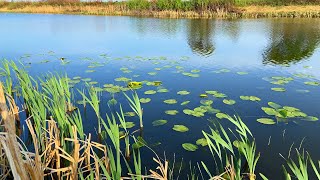 Мормышинг в местах детства Клюёт Карась на спиннинг Рыбалка в память моего деда [upl. by Belvia88]