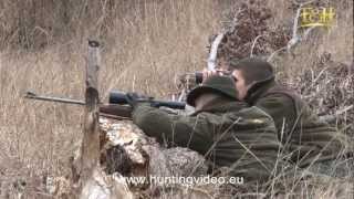 Wild Boar Red Deer Mouflon Hunting In Hungary Bükkszenterzsébet HDmpg [upl. by Thorn]