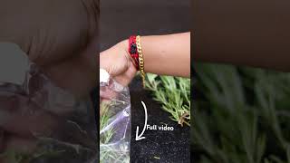 How to use Fresh Rosemary Leaves for Hair Growth rosemaryoilforhairgrowth shorts hairgrowth [upl. by Mauro]