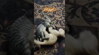 Fighting Cats catlovers kittensofinstagram kittens pandacat browncat pets funnycat catvideos [upl. by Bigford]