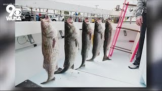 Maryland sets limits on rockfish bass fishing in the Chesapeake Bay [upl. by Billmyre208]