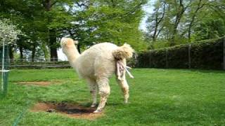 Geburt Alpakahengstfohlen quotLPA McCloudquot Alpaca Birth 270409  05 [upl. by Eirbua]