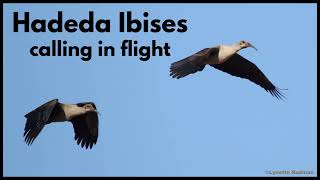 HADEDA IBISES calling while flying overhead [upl. by Benildis684]