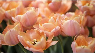 Peaceful classical music to reduce stress stop overthinking  Tulip Blooms 🌷 [upl. by Kimberly889]