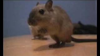 Tap Dancing Gerbil [upl. by Dombrowski]