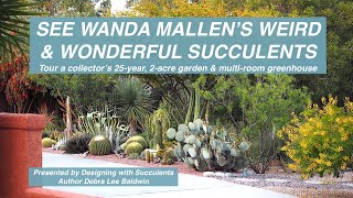 See Wanda Mallens Weird amp Wonderful Succulents [upl. by Yleik619]