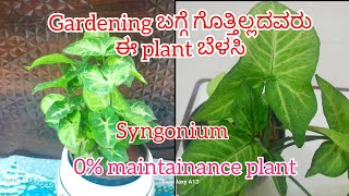 syngonium ಗಿಡದ complete details gardening ಗೆ ಹೊಸಬರು ಈ ಗಿಡವನಾ ಕಣ್ಣು ಮುಚ್ಚಿ ತಗೊಂಡ ಬರಬಹುದುsyngonium [upl. by Chev719]