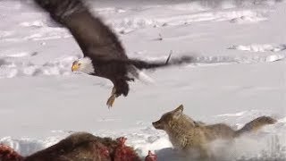 Coyote vs Bald Eagles  Yellowstone  BBC Earth [upl. by Anyat]