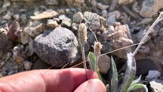 Plantago ovata desert plantain or desert Indian wheat or psyllium [upl. by Fabrianna539]