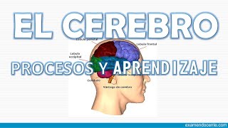 EL CEREBRO PROCESOS DE APRENDIZAJE [upl. by Iives]