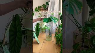 Healthy roots and new growth plants beautiful garden soilpot soillove soiltypes farming [upl. by Alex]