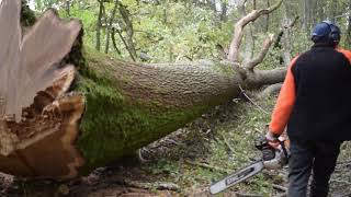 Abattage dun gros Chêne câblé avec un débusqueur JOHN DEERE 648H STIHL ms 500i [upl. by Ardnola]