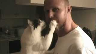 Katten  De 25 meest hilarische home videos [upl. by Einhpets605]