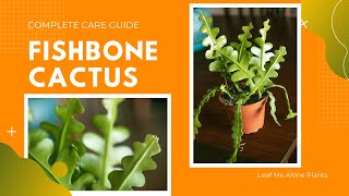 Fishbone  Ric Rac  Zig Zag Cactus Care Guide For Beginners Disocactus anguliger [upl. by Cloe]