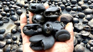 Shaligram  different kinds of smaller sri shaligram shila  gandaki river shaligram [upl. by Ailesor725]