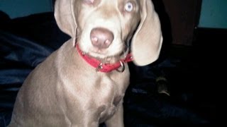 Weimaraner Barking [upl. by Nolly]