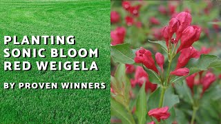 Planting A Sonic Bloom Red Weigela  Evergreen Cottage [upl. by Chevy473]