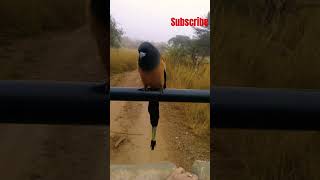 Rufous Treepie ranthamborebird ranthamborenationalpark subscribe 1000subscriber birds nature [upl. by Anneliese]