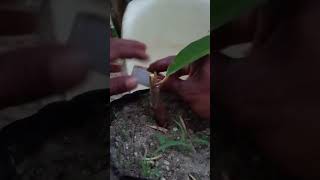 propagation durian rootstock grafting tips shortvideo viral part 212 [upl. by Stodder963]