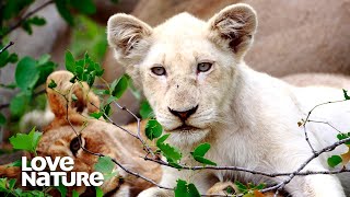 Rare White Lion Cubs Threatened by Nomad Lions  Love Nature [upl. by Varhol]