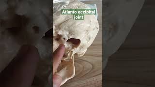 Atlanto occipital joint draqilshah viralvideos anatomy viral youtubeshorts shortsvideo short [upl. by Necaj467]