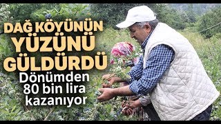 Marmaranın ilk Yaban Mersini Blueberryin Hasadı Başladı [upl. by Renner]