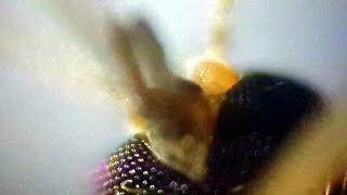 Housefly under DIY Microscope  HD [upl. by Irma159]