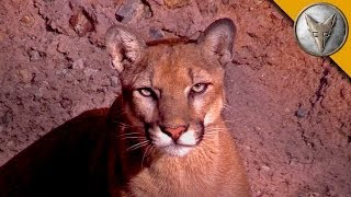 A Day at the Arizona Sonora Desert Museum [upl. by Lissner]