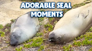 Neil the seal compilation [upl. by Attevaj]