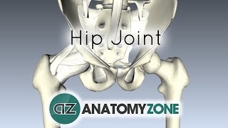 Hip Joint  3D Anatomy Tutorial [upl. by Barram]