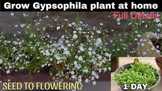 Grow Gypsophila Plant At Home😃SEED TO FLOWERINGघर पर जिप्सोफिला का पौधा उगाएं104 DAYS UPDATE🤩 [upl. by Ettesyl823]