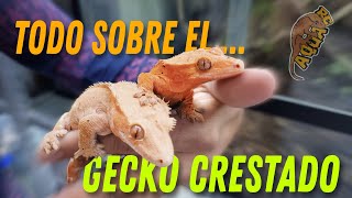 GECKO CRESTADO Todo lo que tienes que saber Criadero Tuatara Reptar  AQUA RC [upl. by Leblanc598]