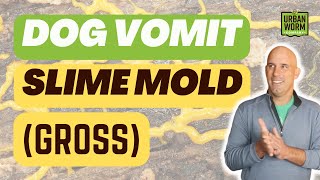 Dog Vomit Slime Mold In Your Worm Farm Should You Be Worried [upl. by Irret288]