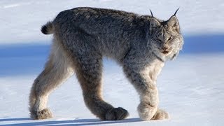 CANADIAN LYNX  Amazing Animal Species [upl. by Naejamron]