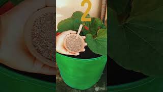 Three best organic fertilizer for plants  ये तीन खाद हम पौधों में बहुत ज्यादा इस्तेमाल करते हैं। [upl. by Montano]