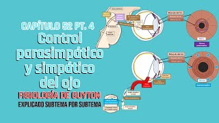 CAP 52 44 Control parasimpático y simpático del ojo l Fisiología de Guyton [upl. by Vigor959]