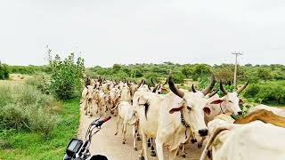 Cows journey in Green desert cow animals viralvideo desertterraventures [upl. by Anicart]