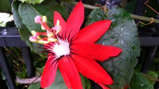 Scarlet Passion Flower  Passiflora Coccinea  Red passion flower HD 01 [upl. by Aynahs]