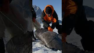 Catching A Ginormous Shark in Greenland  River Monsters  Animal Planet [upl. by Marylynne789]