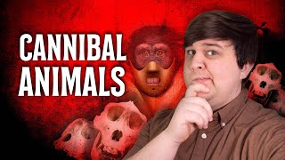 Wild Tales of Cannibalism from the Animal Kingdom [upl. by Eldnar]