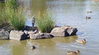 Swanny Ponds Heron with friends 1382024 [upl. by Hsakiv]