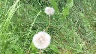 Taraxacum erythrospermum Redseeded Dandelion taraxacum dandelion erythrospermum gardening [upl. by Thorner]