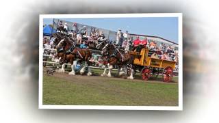 2015 World Clydesdale Show [upl. by Charline]