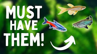 Why You NEED Dither Fish In Your Aquarium  6 BENEFITS [upl. by Manvil]