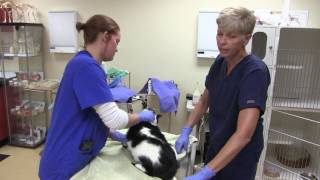 Veterinary Assistant Students Learn to Restrain Dogs amp Cats [upl. by Kcireddor]