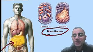 Brown Fat 101 Understanding Its Unique CalorieBurning Power [upl. by Lu]