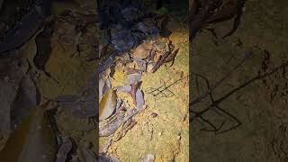 竹节虫在跳舞吗？tongkat seranggastick insects stickbugs stick insects 竹节虫 hiking Tongkatserangga [upl. by Kopp]